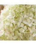 Hydrangea paniculata ‘Living Little Love’